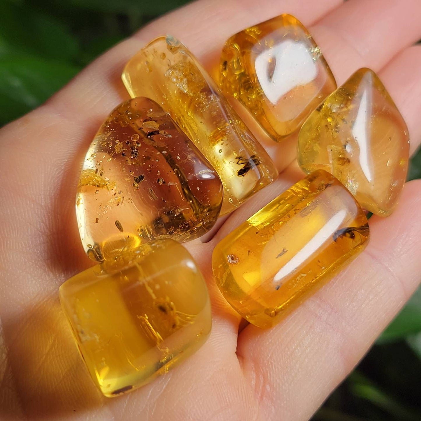 Amber with Bugs