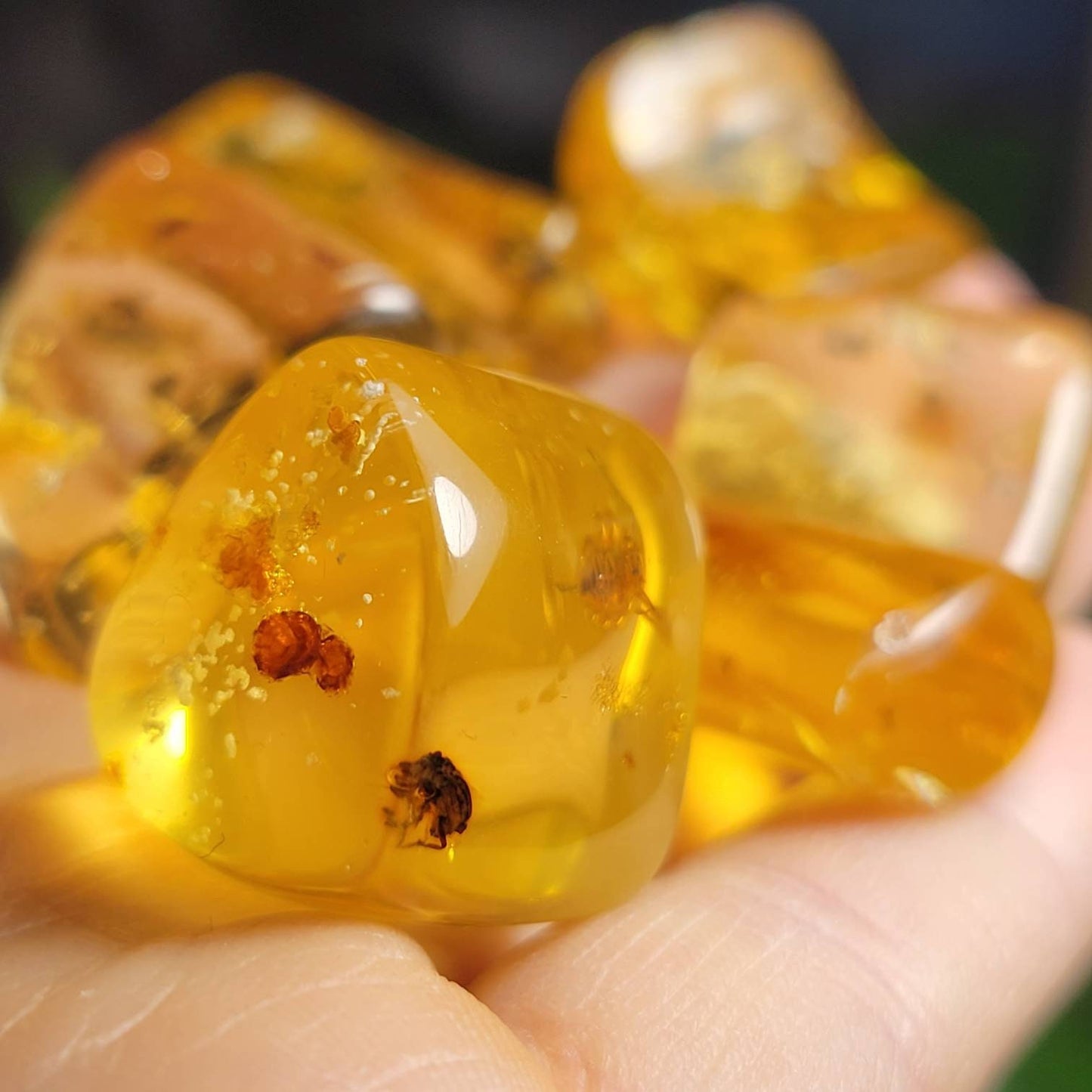 Amber with Bugs