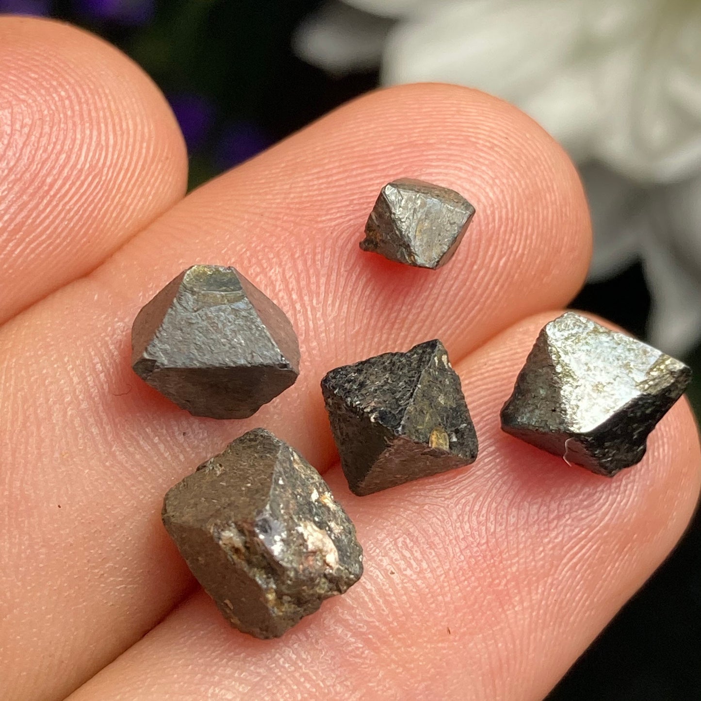 Magnetite Specimens (Set of 5)