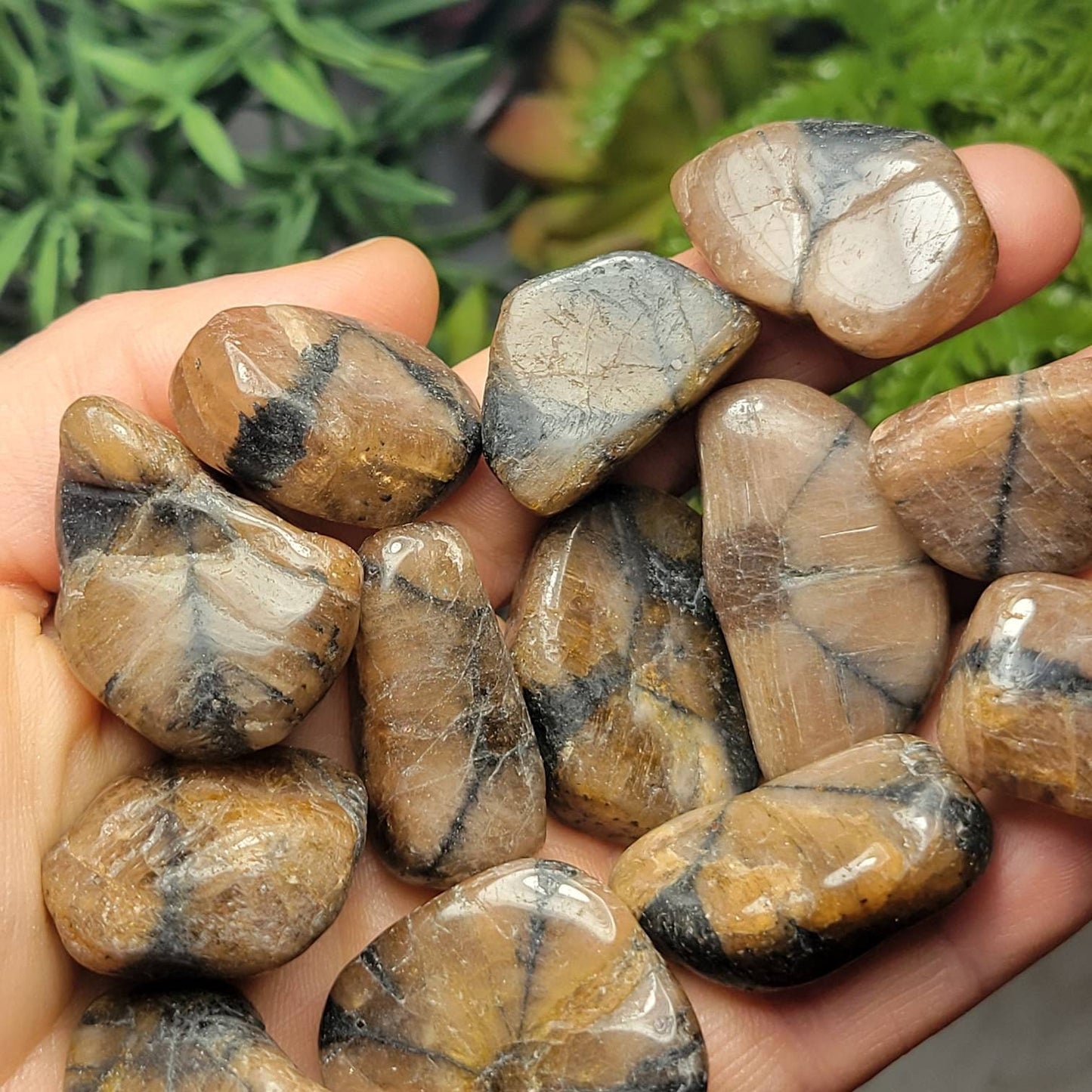 Chiastolite Crystal