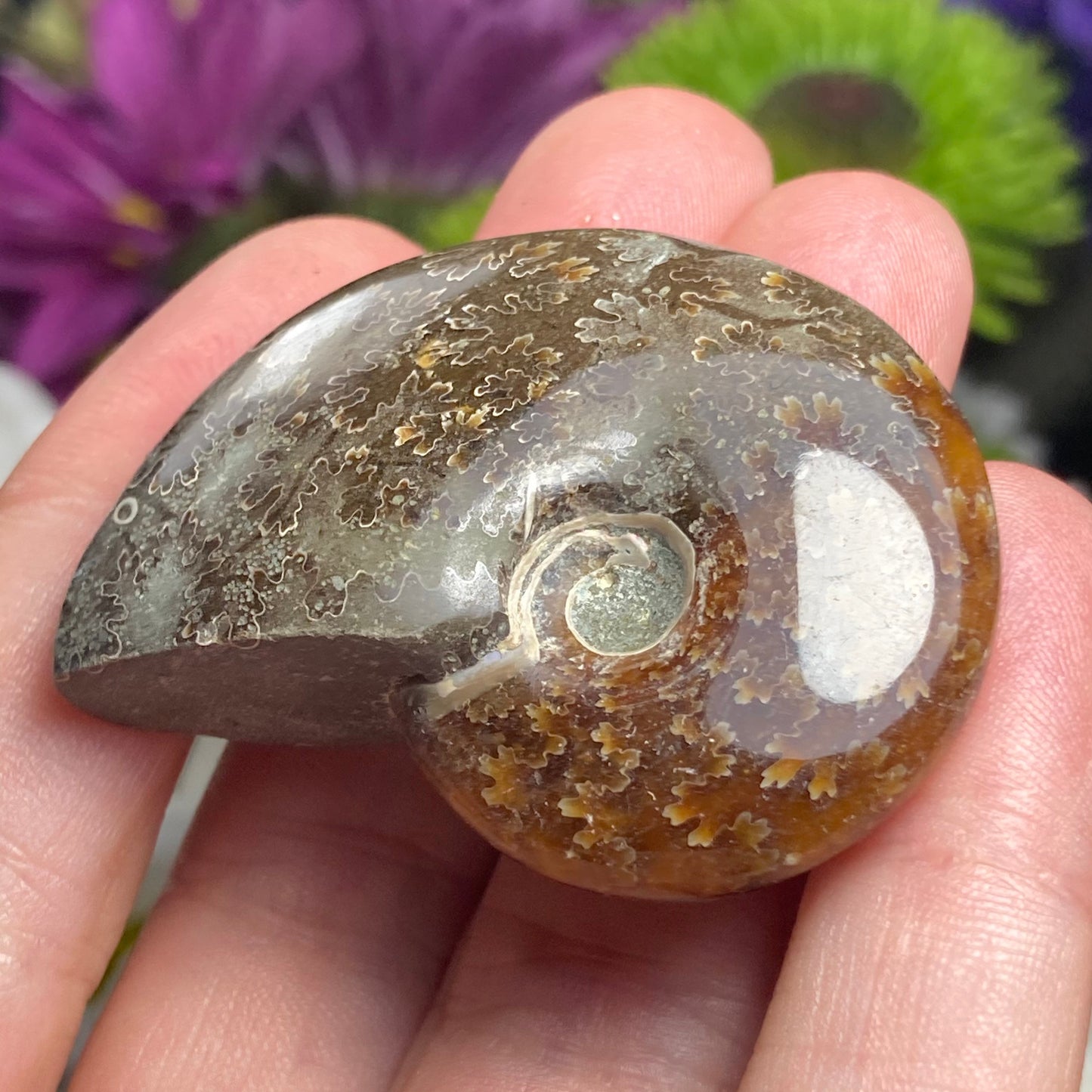 Ammonite Fossil
