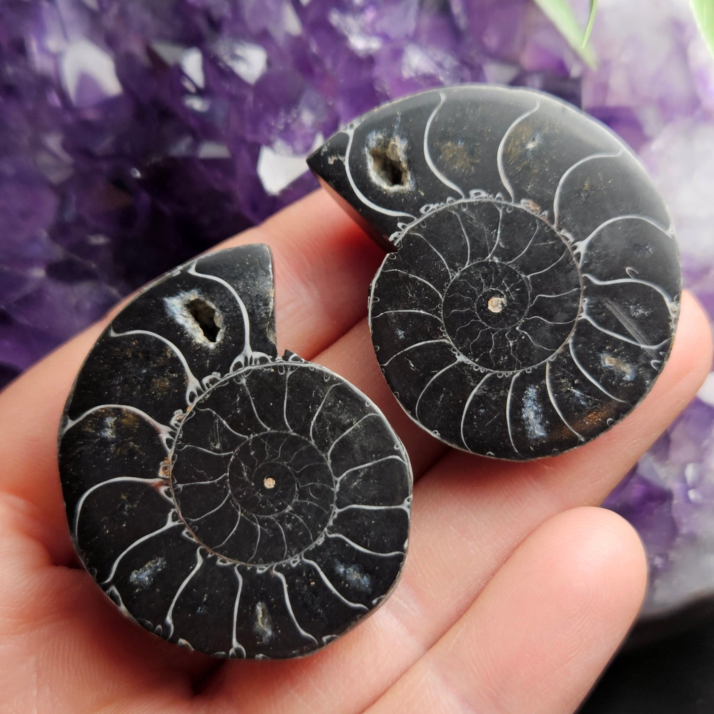 Black Ammonite Slice