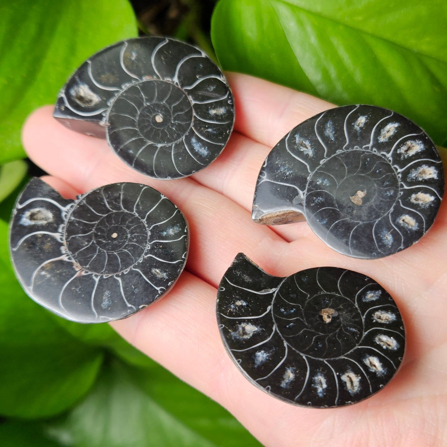Black Ammonite Slice
