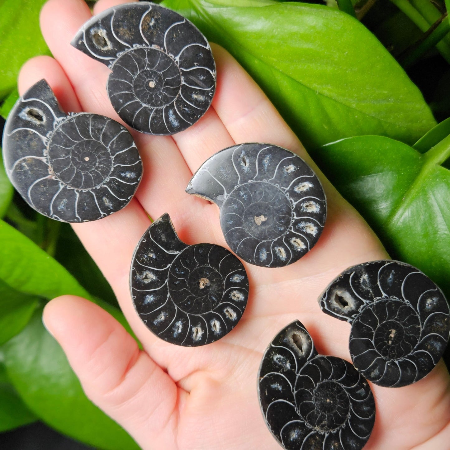 Black Ammonite Slice