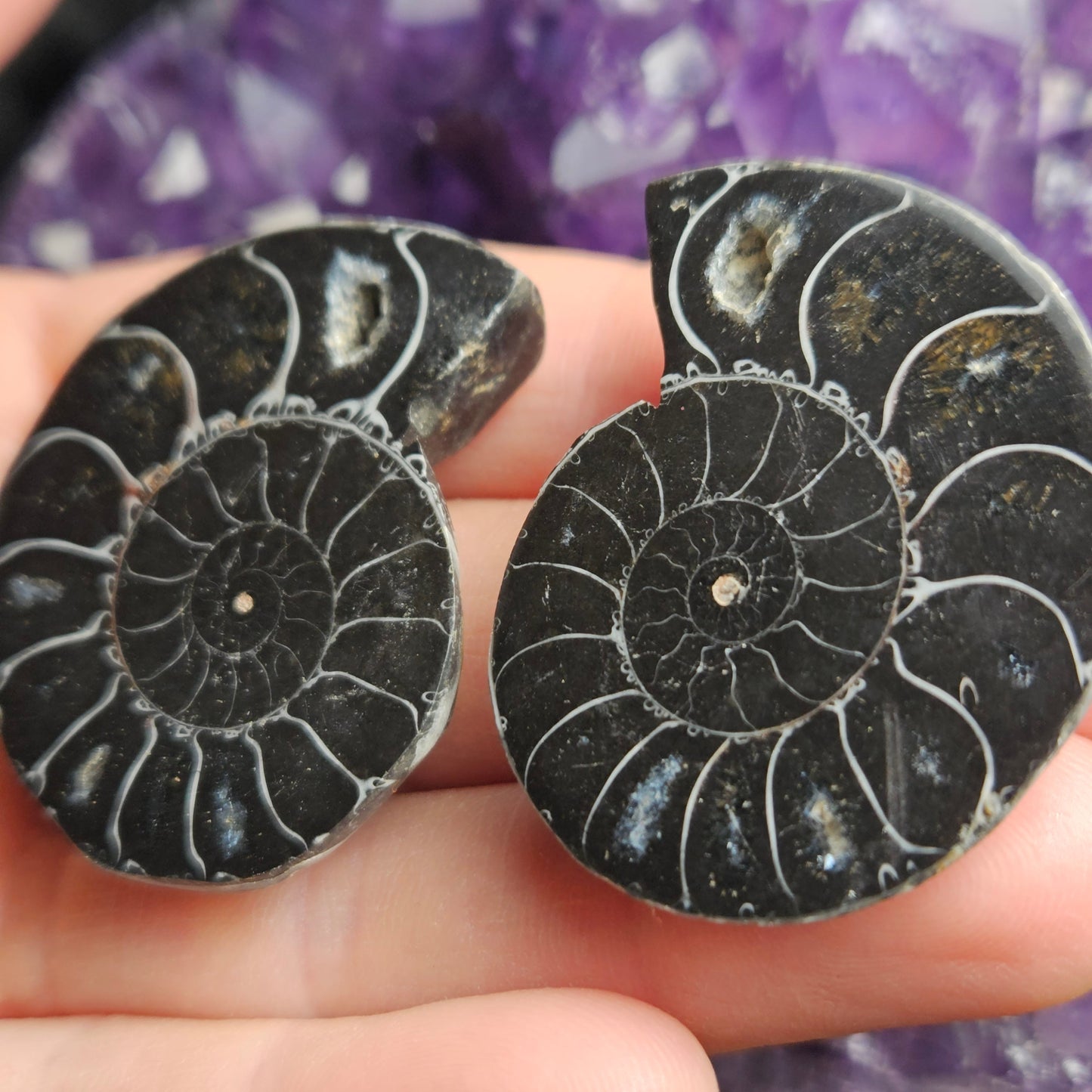 Black Ammonite Slice