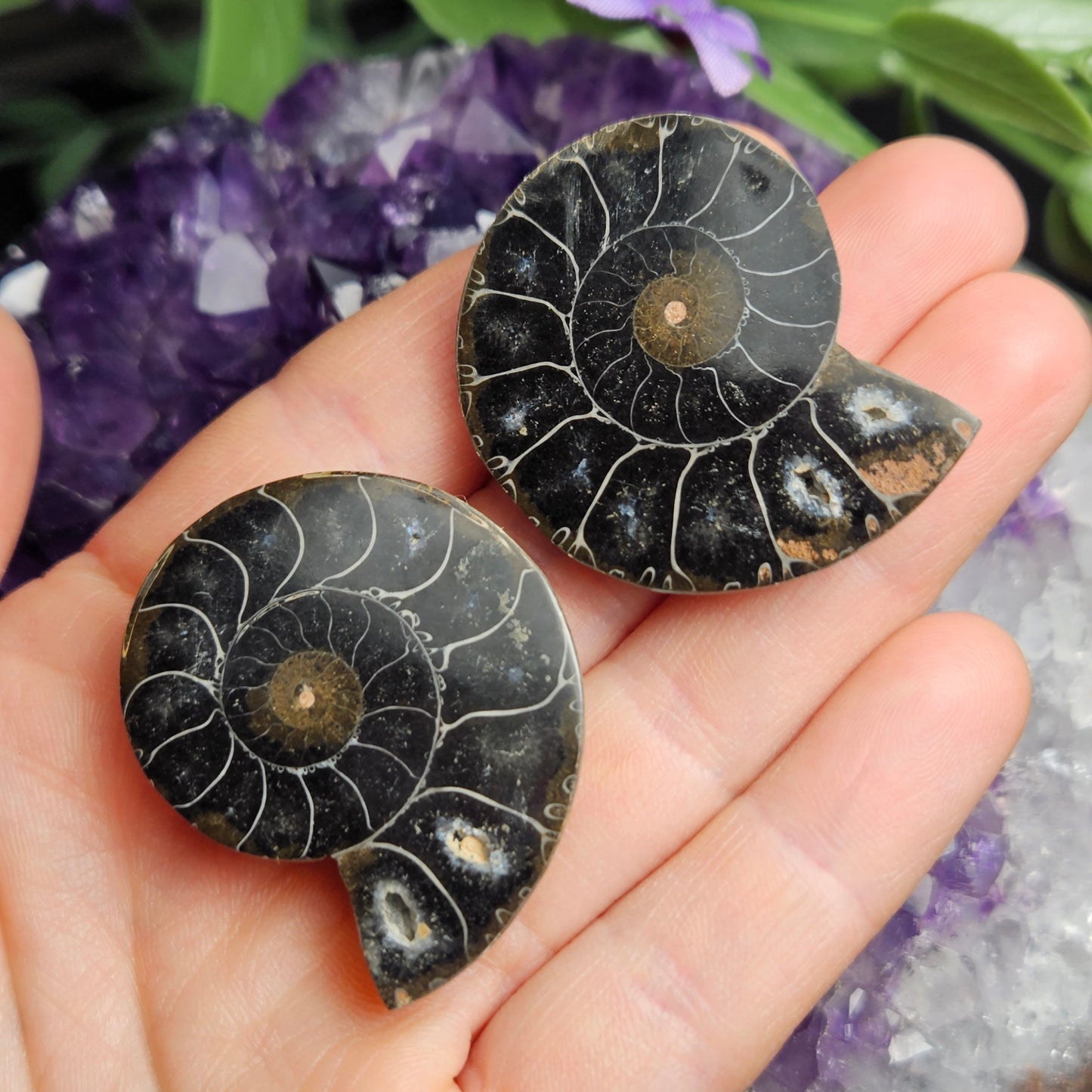 Black Ammonite Slice