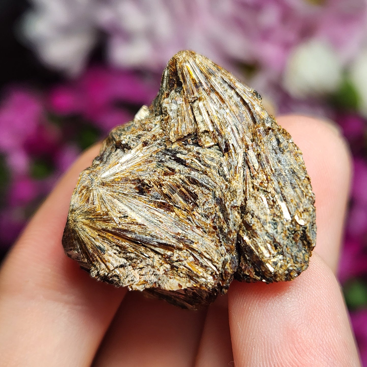 Lamprophyllite Crystal