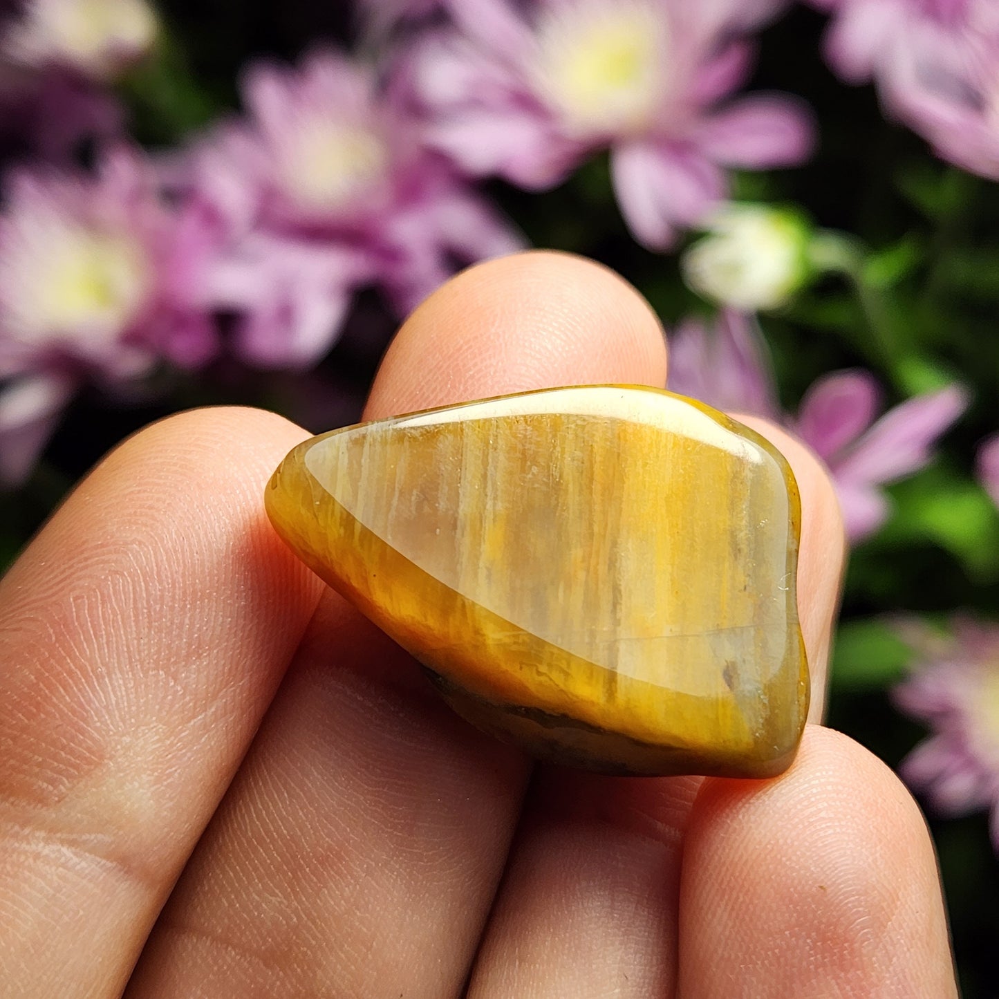 Petrified Wood