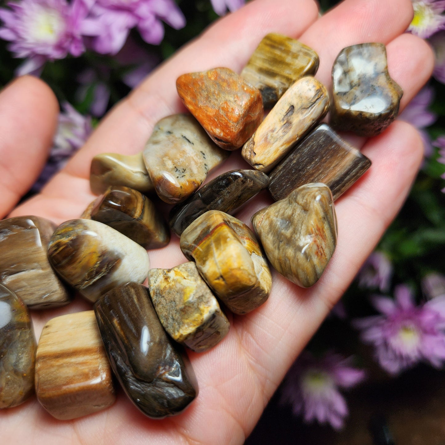 Petrified Wood