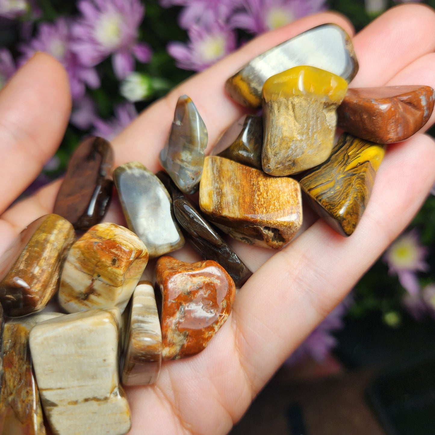 Petrified Wood