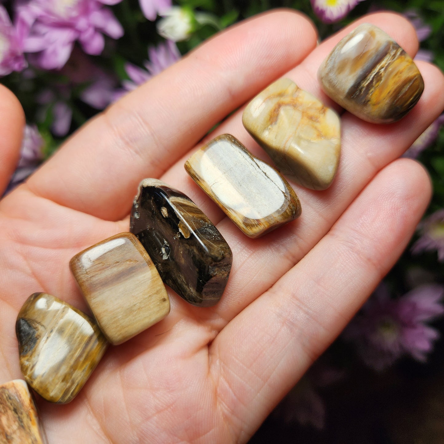 Petrified Wood