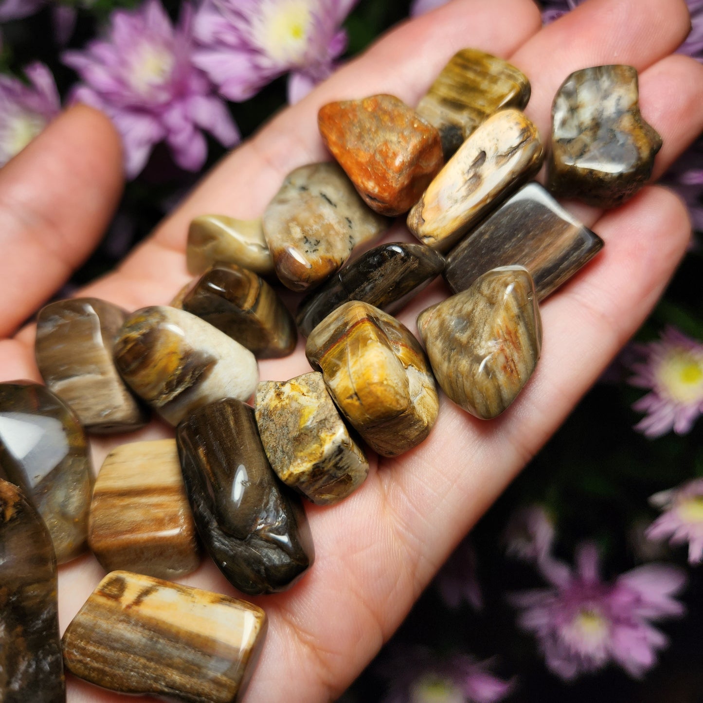Petrified Wood