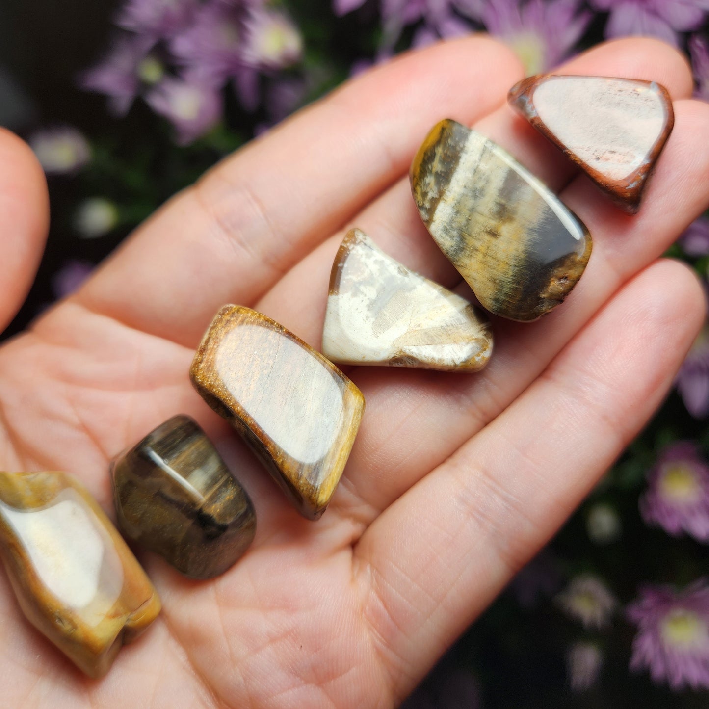 Petrified Wood