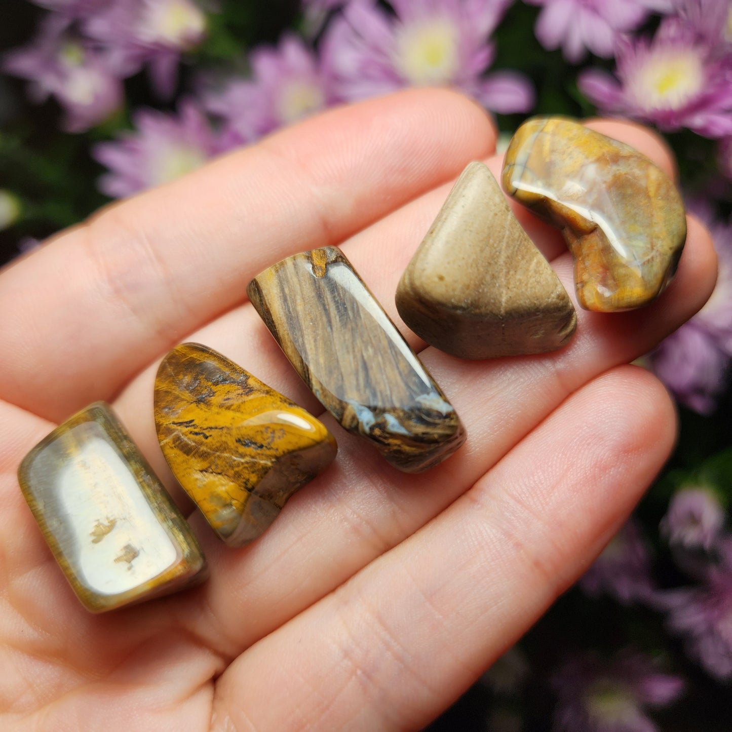Petrified Wood
