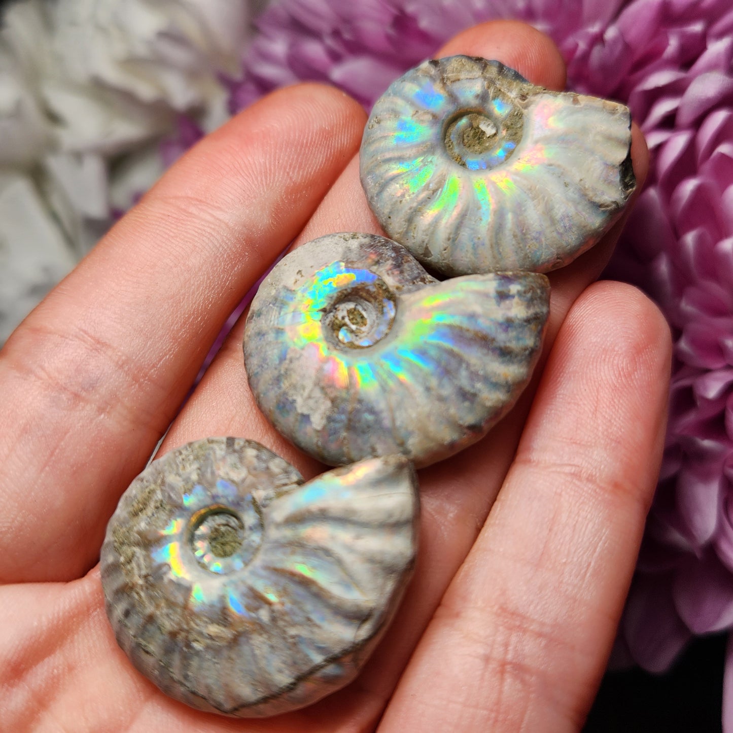Opalized Ammonite Fossil