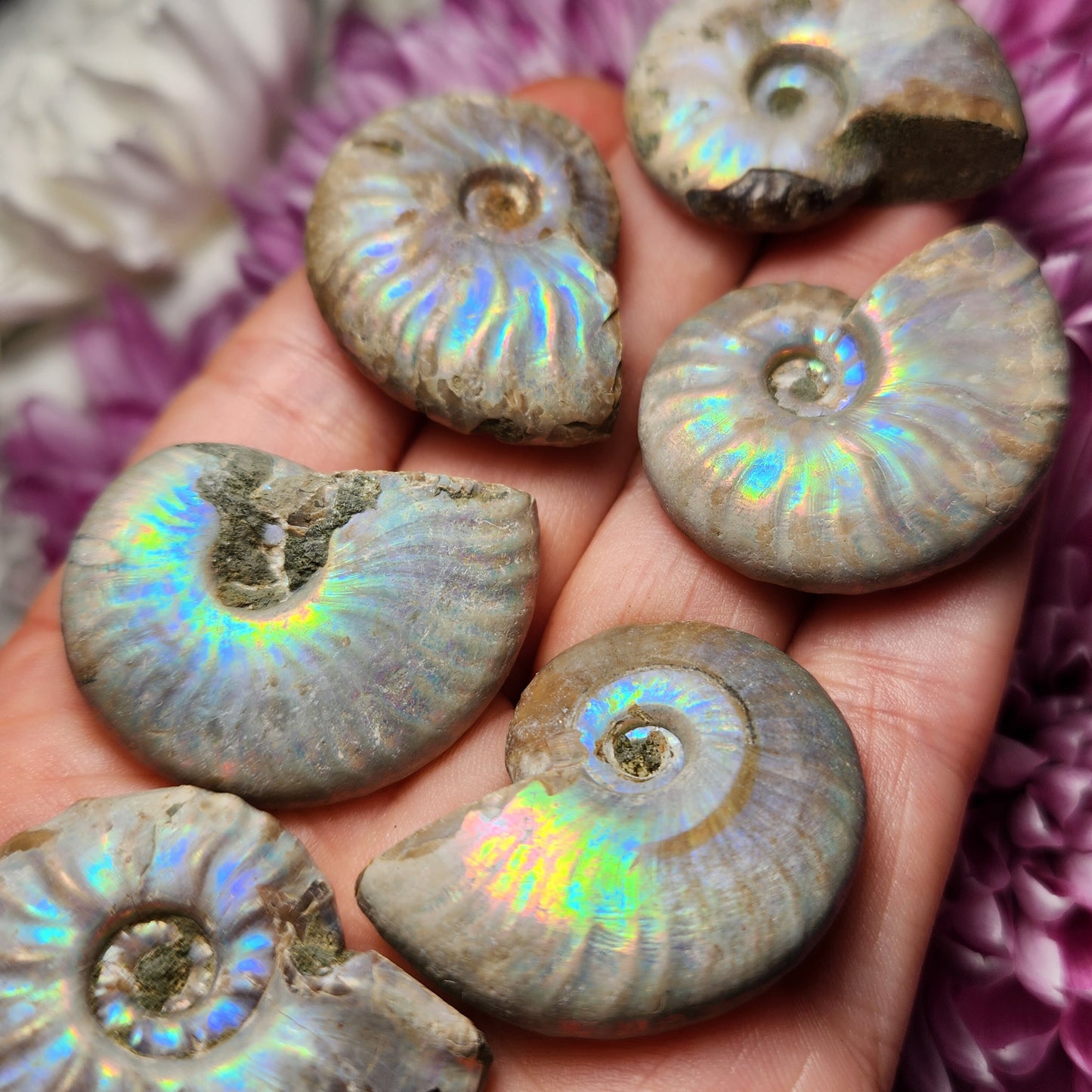 Opalized Ammonite Fossil