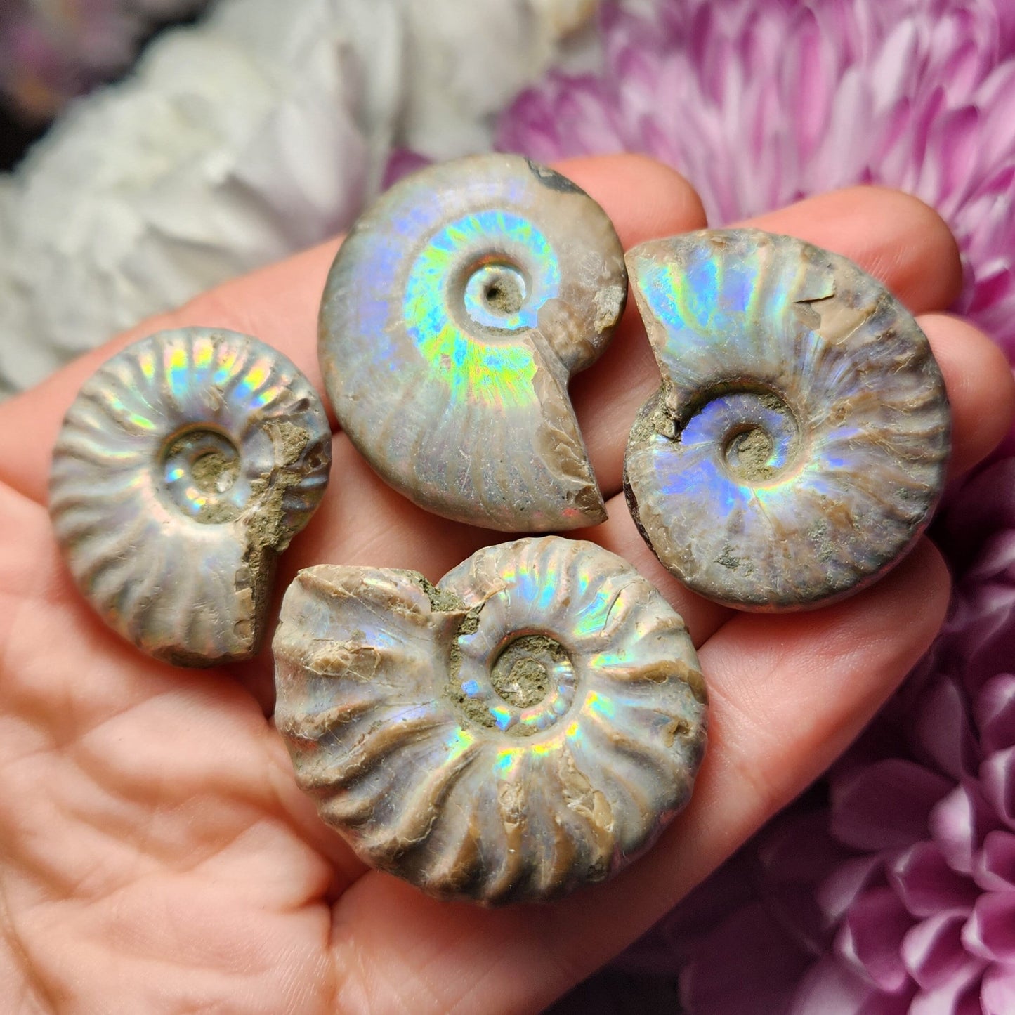 Opalized Ammonite Fossil