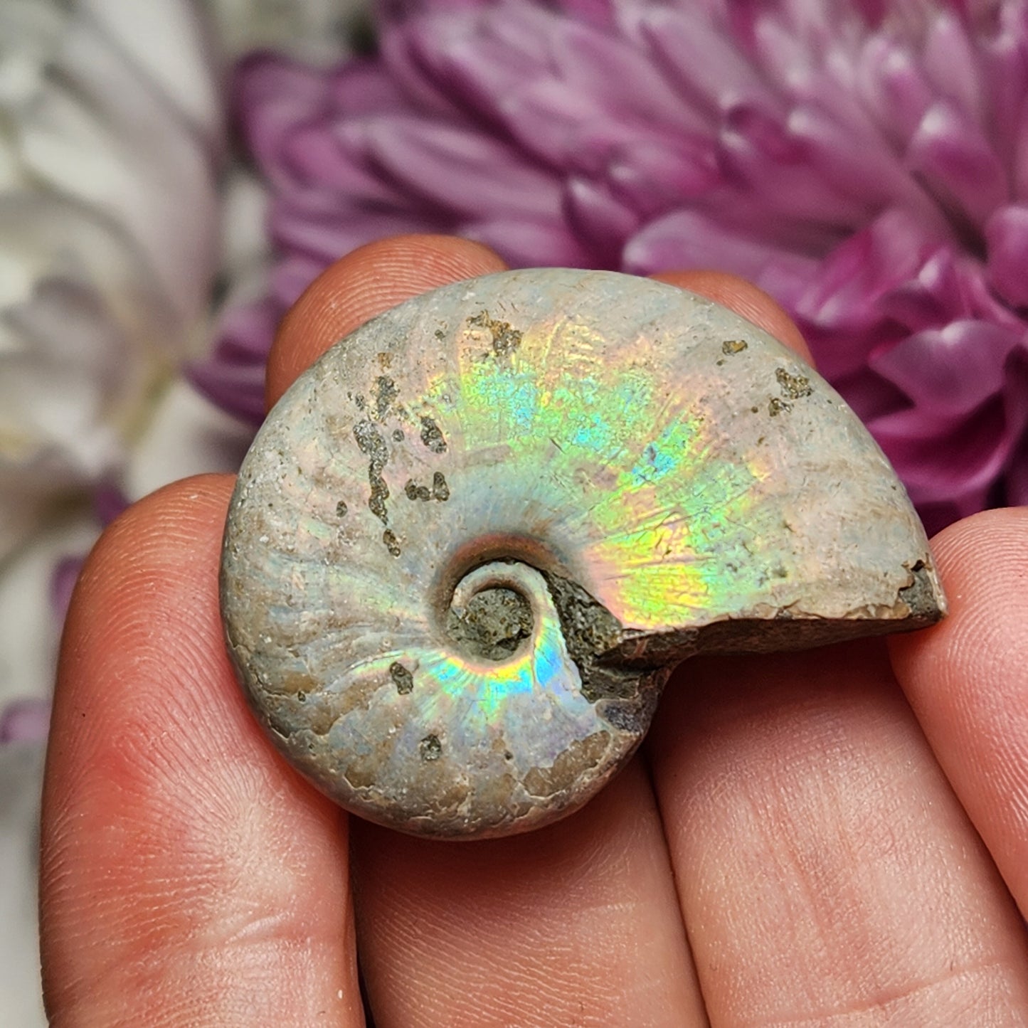 Opalized Ammonite Fossil