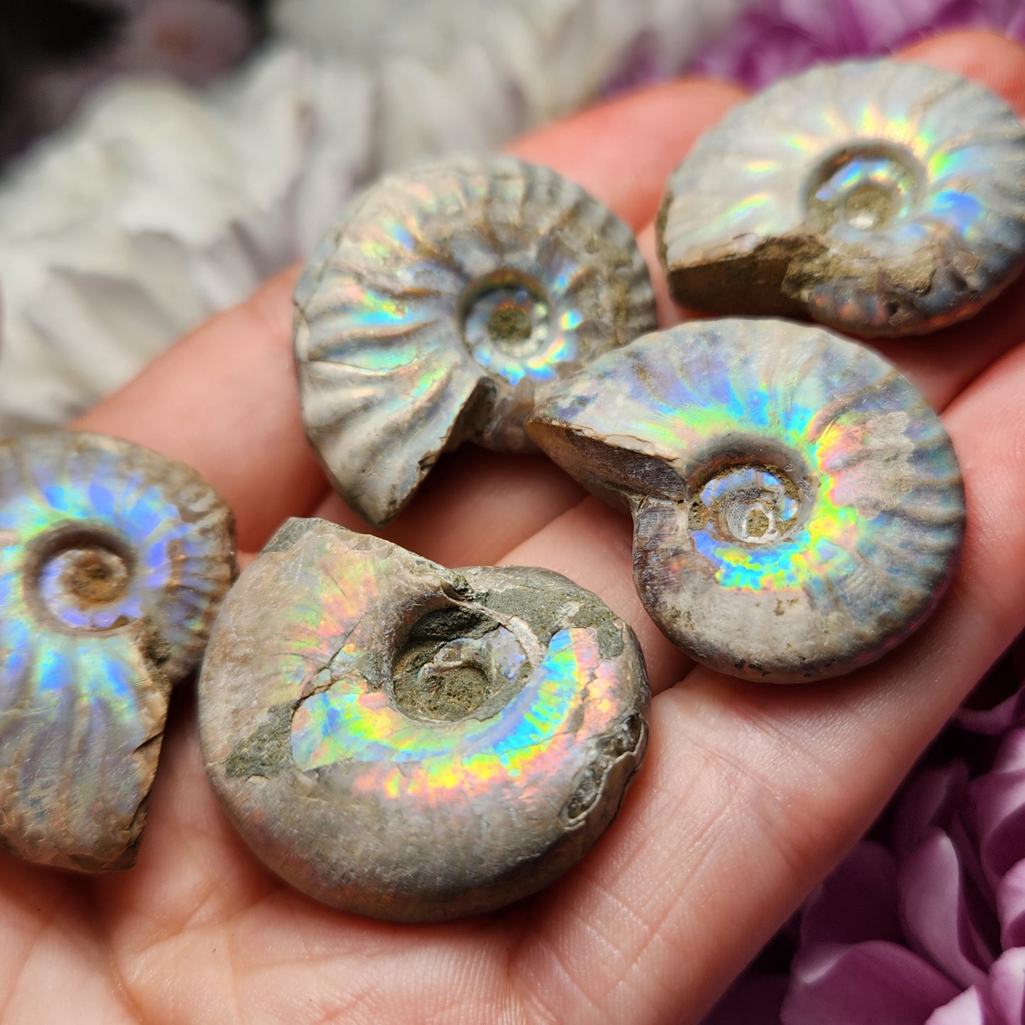 Opalized Ammonite Fossil