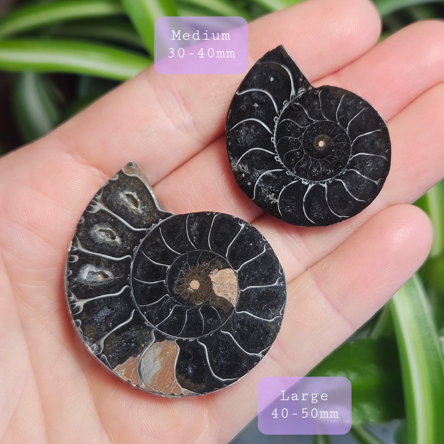 Black Ammonite Slice