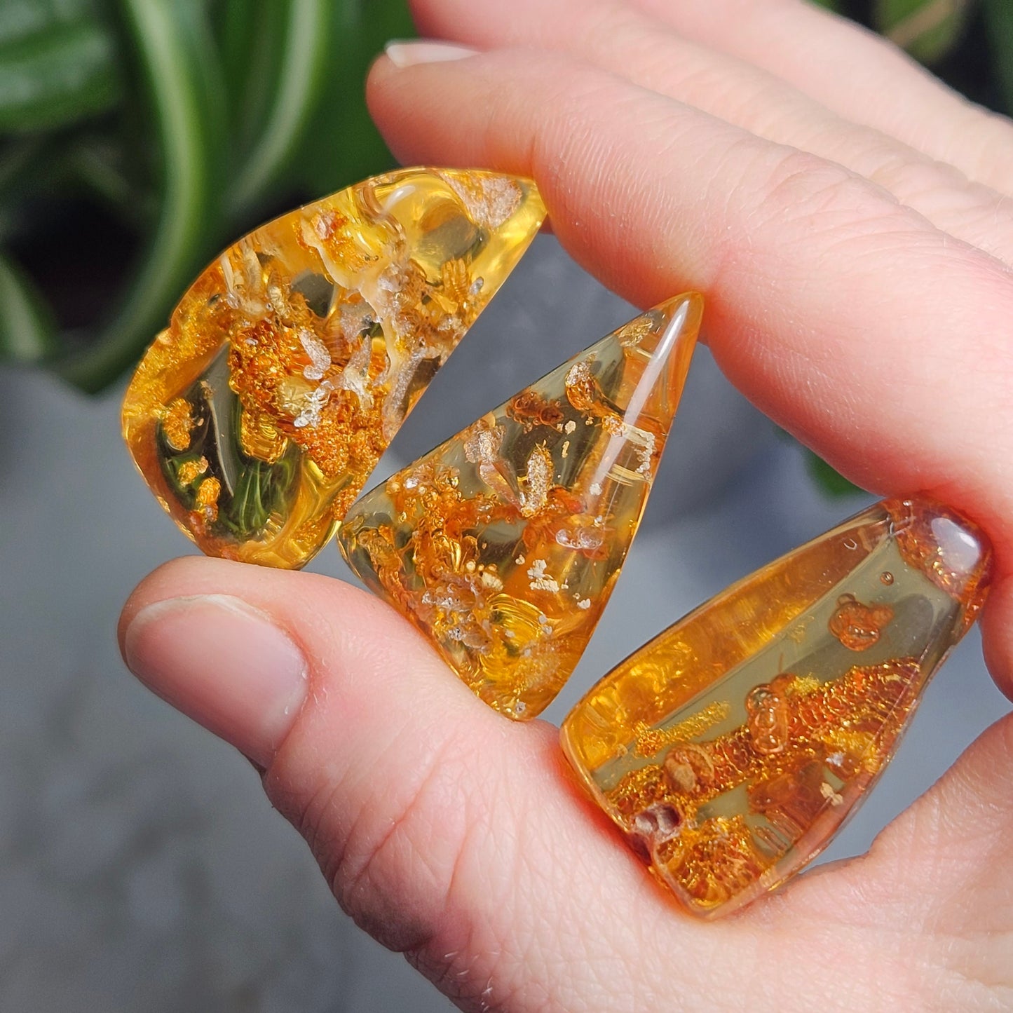 Amber with Bugs