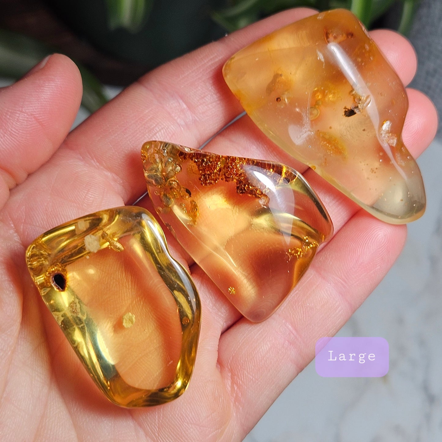Amber with Bugs