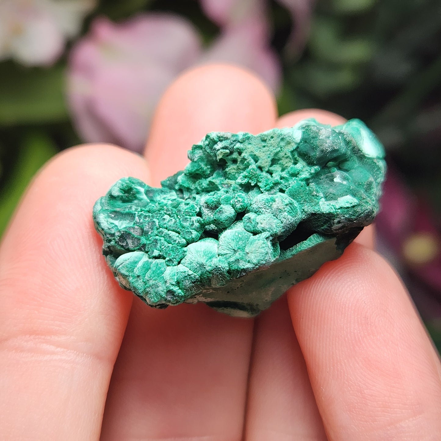 Velvet Malachite