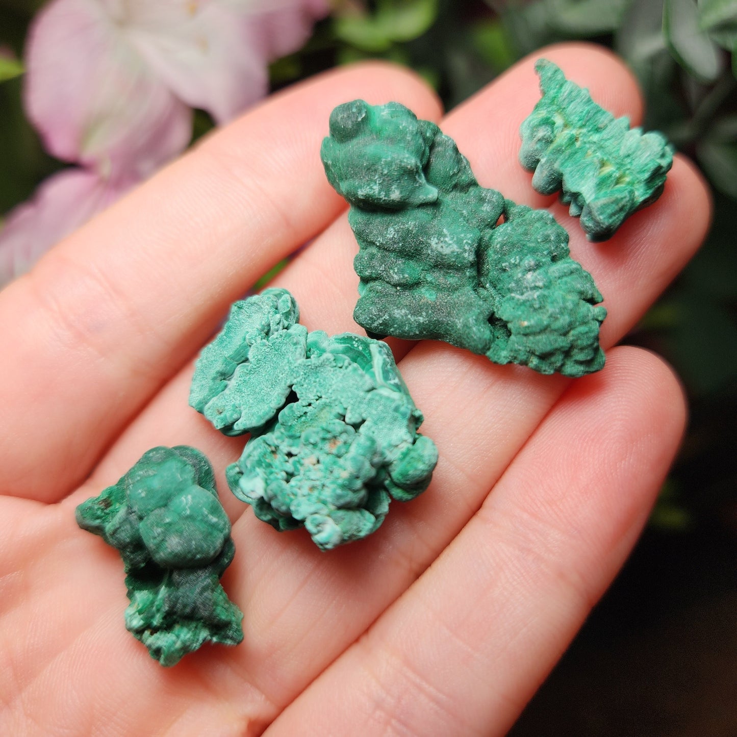 Velvet Malachite