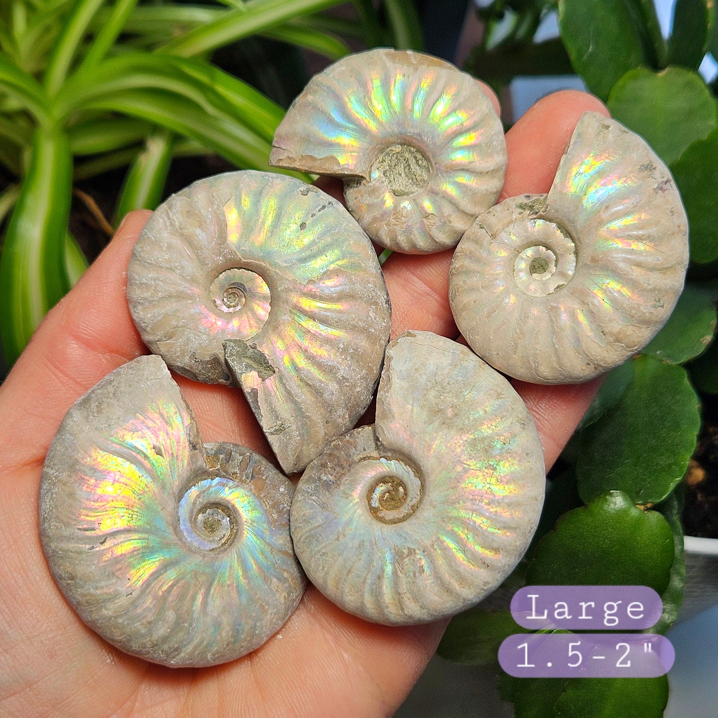 Opalized Ammonite Fossil