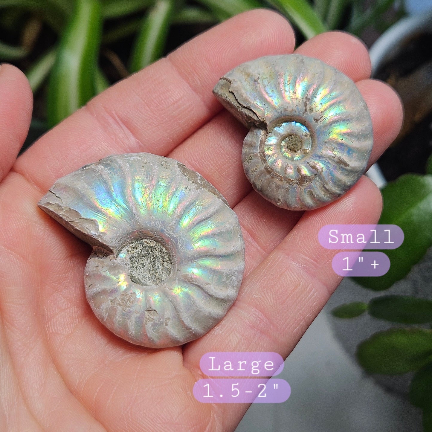 Opalized Ammonite Fossil