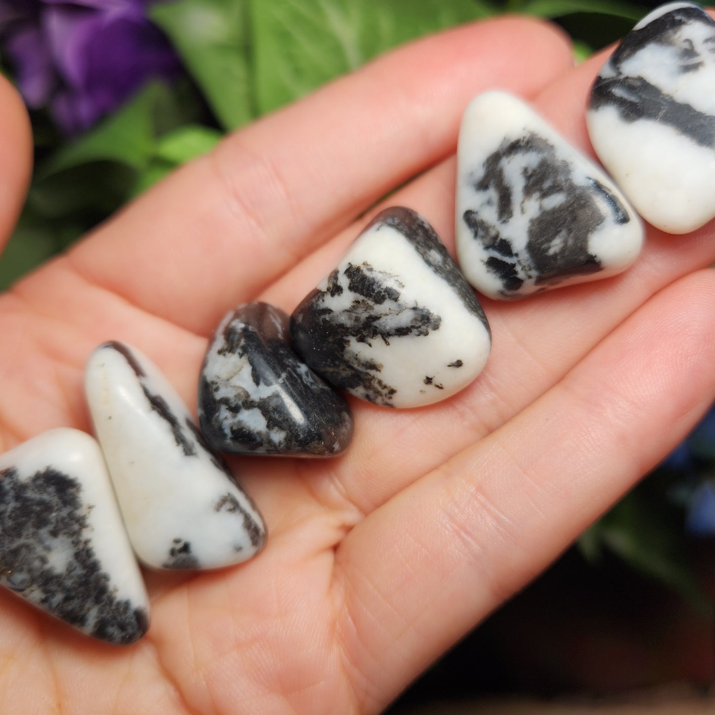 Zebra Jasper
