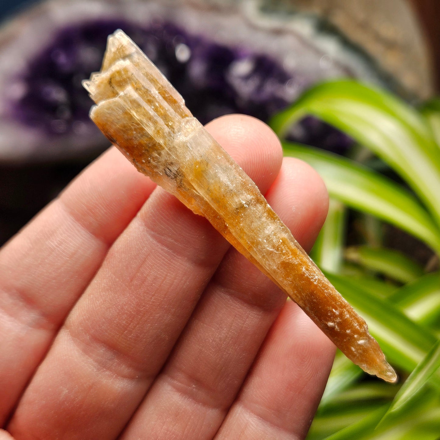 FISHTAIL Selenite
