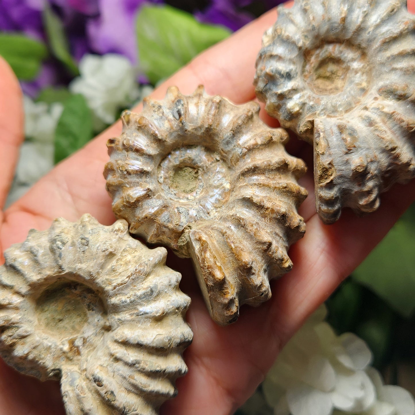 Ammonite Fossil