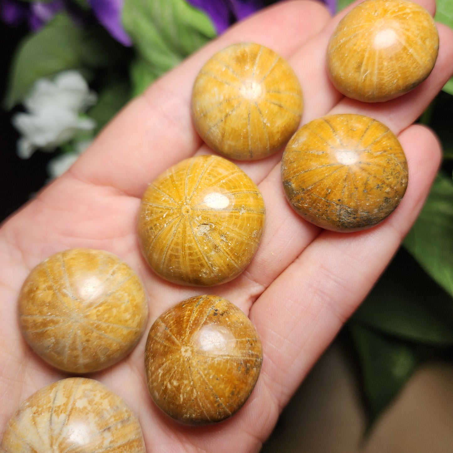 Sand Dollar Fossil
