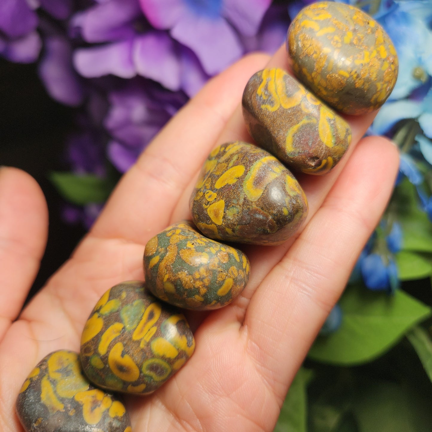 Ajooba Jasper