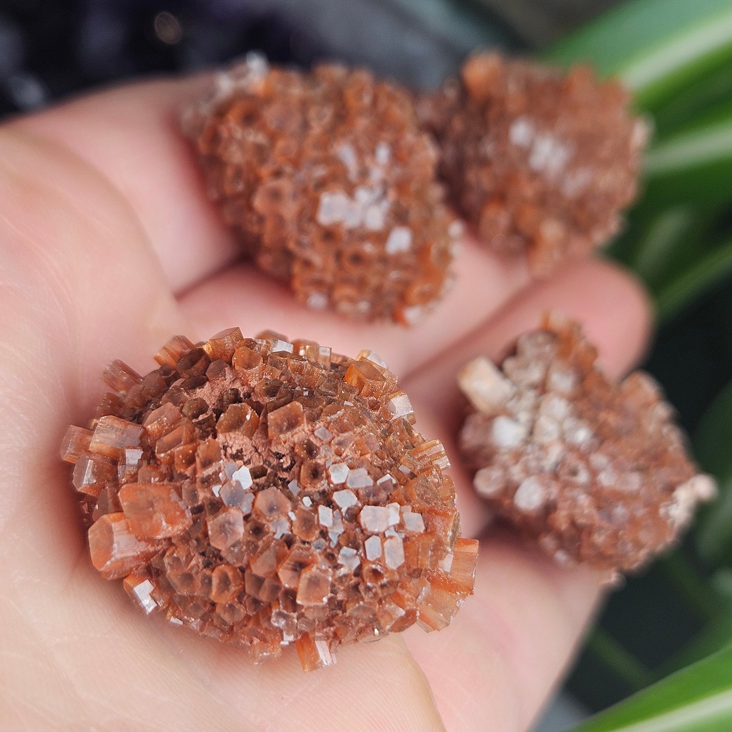 Aragonite Star Cluster