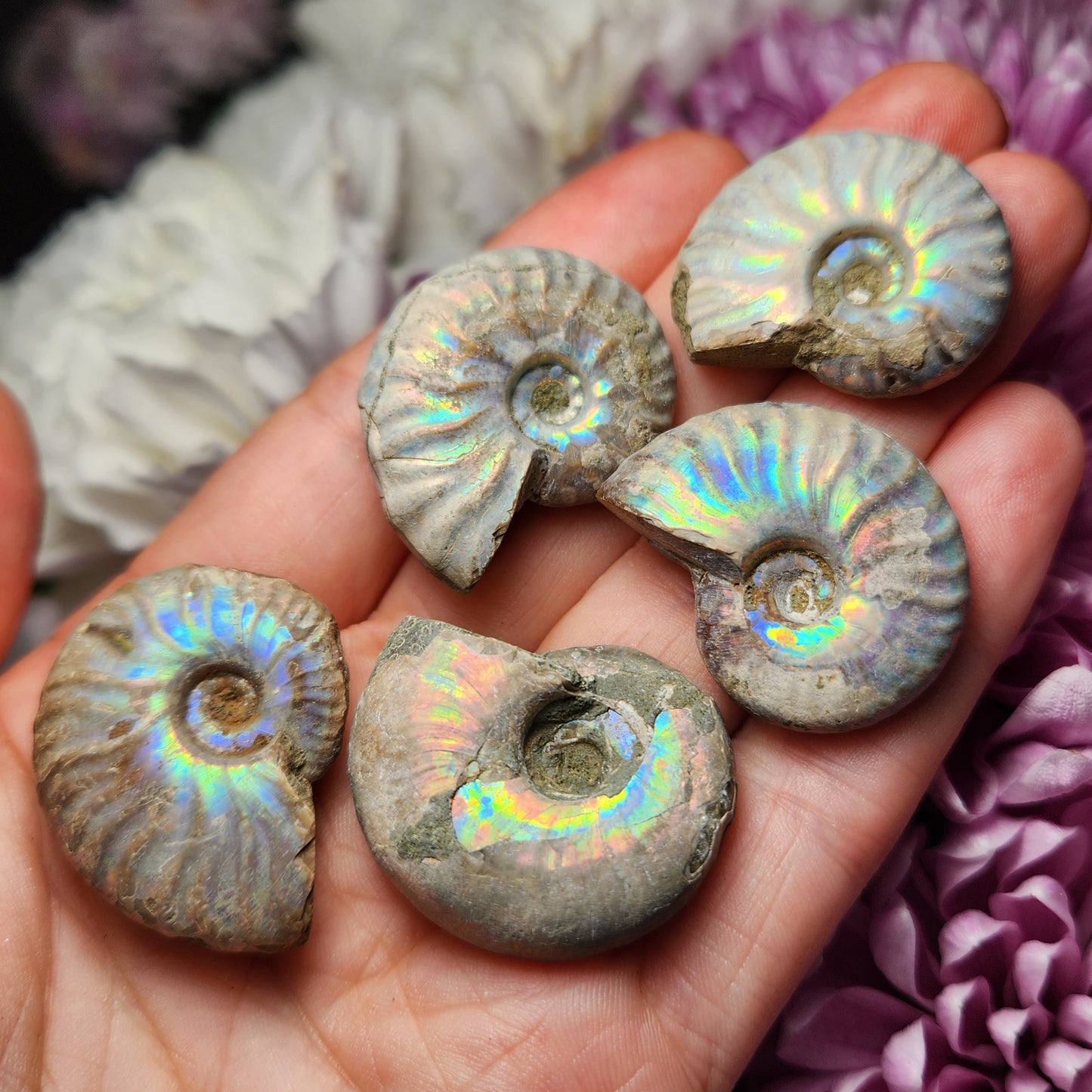 Opalized Ammonite Fossil