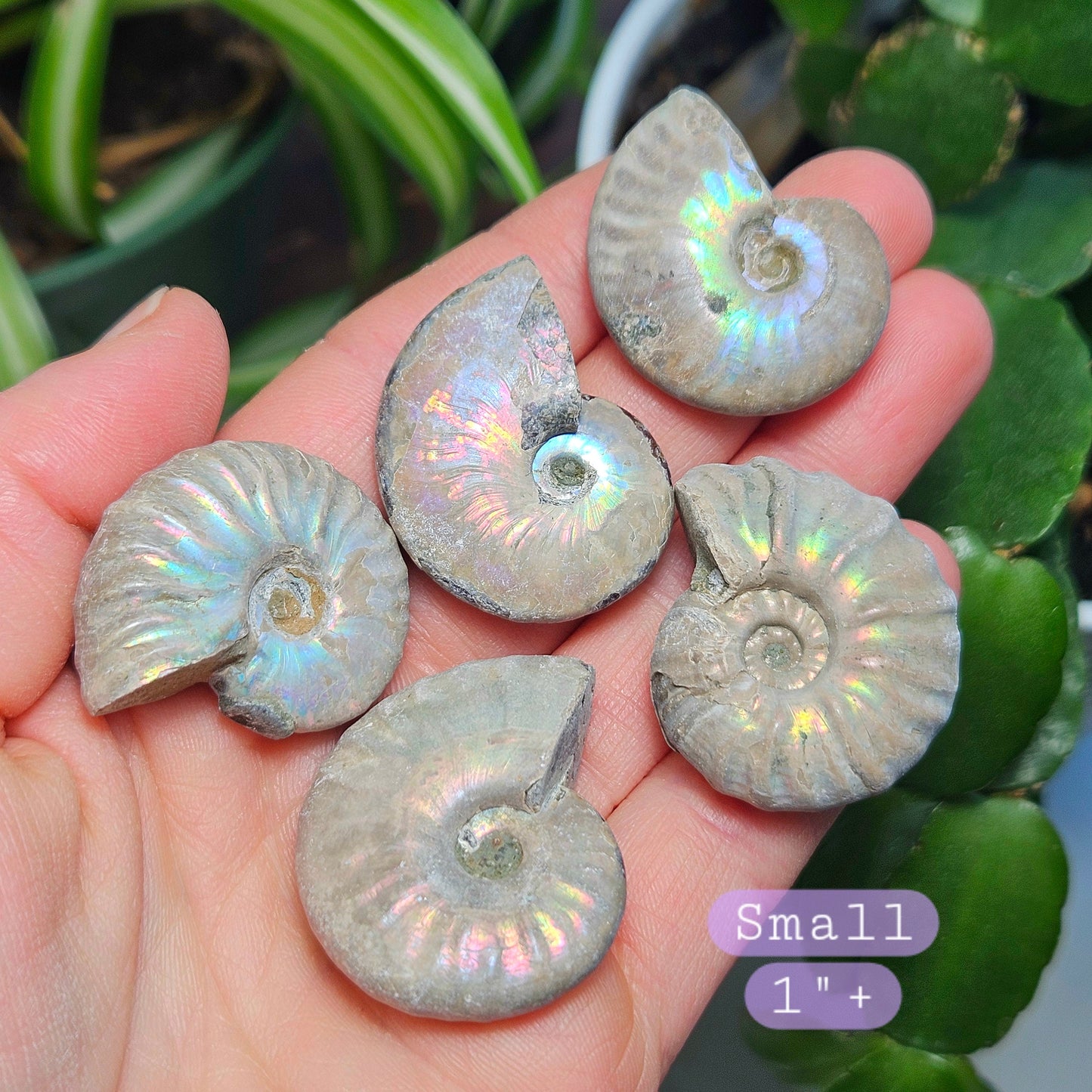 Opalized Ammonite Fossil