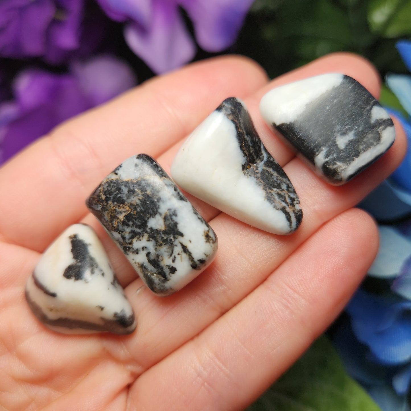 Zebra Jasper