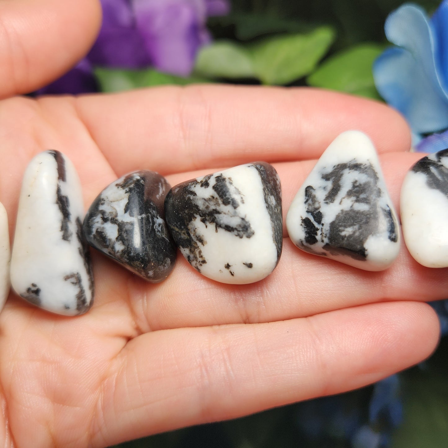 Zebra Jasper