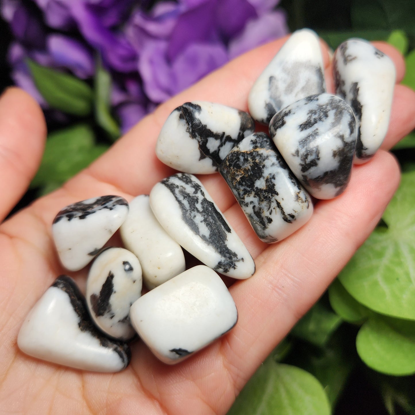 Zebra Jasper