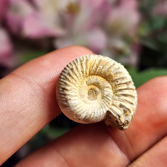 Ammonite Fossil Specimen, Natural Rough Fossilized Ammonite Shell from Morocco
