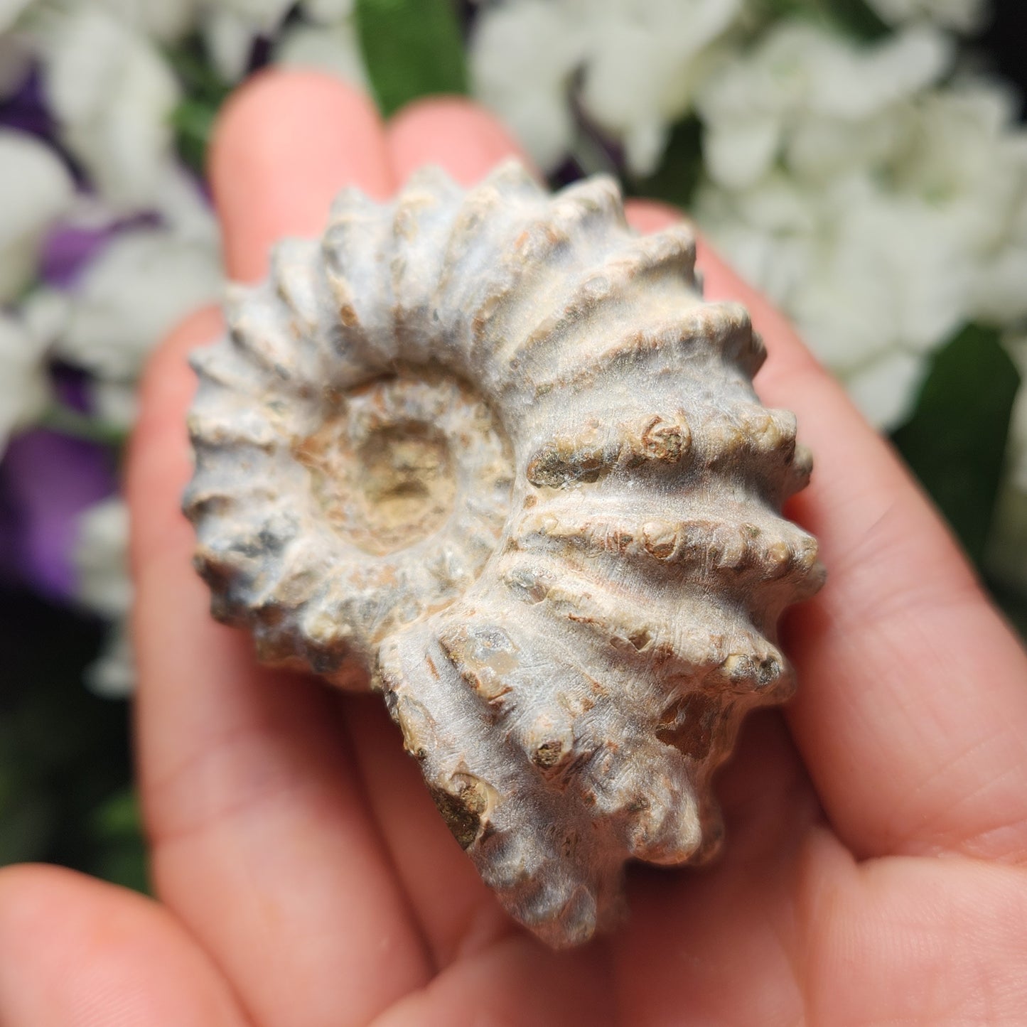 Ammonite Fossil