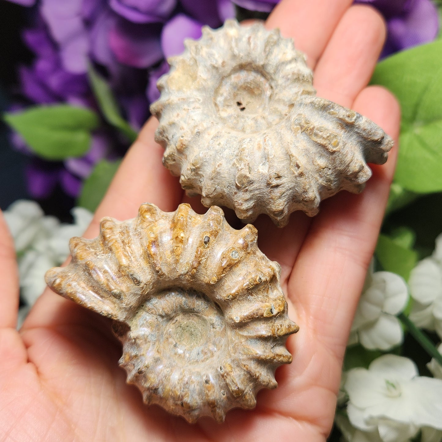 Ammonite Fossil