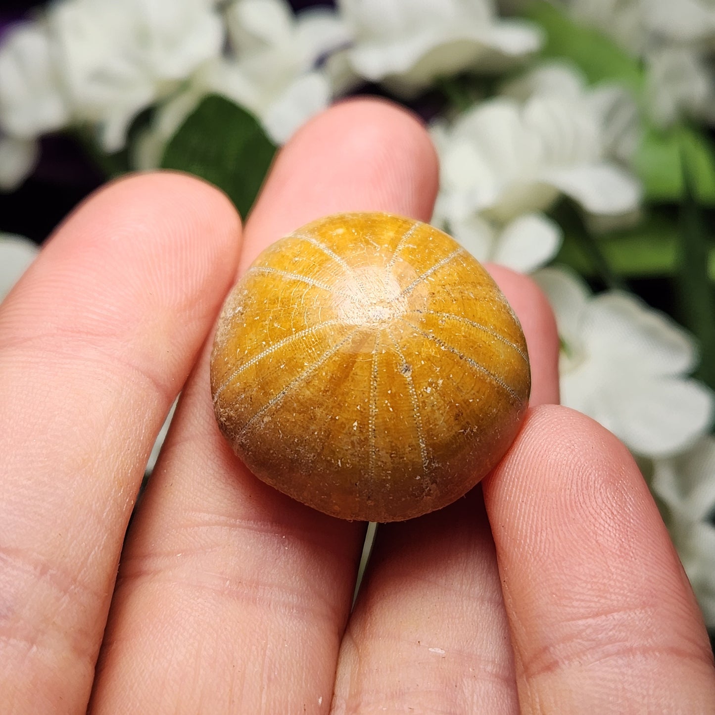 Sand Dollar Fossil