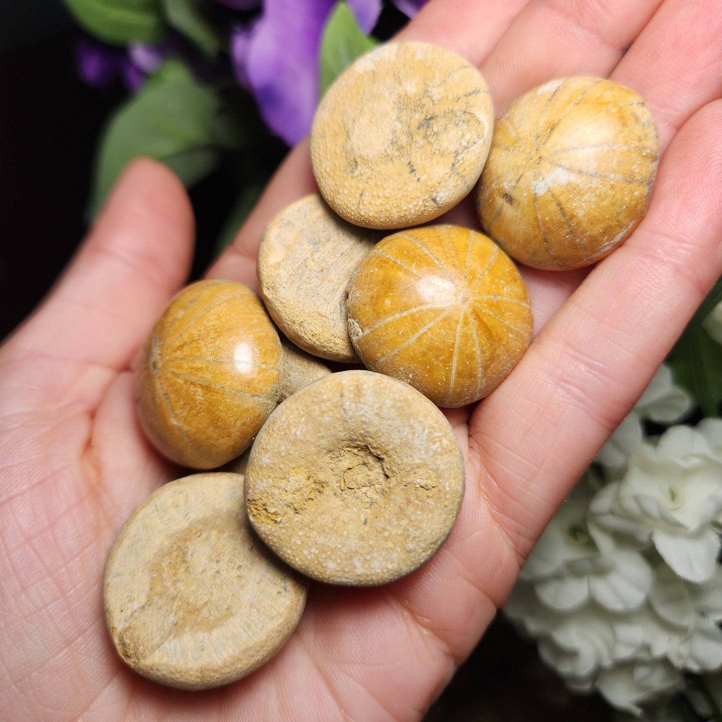 Sand Dollar Fossil