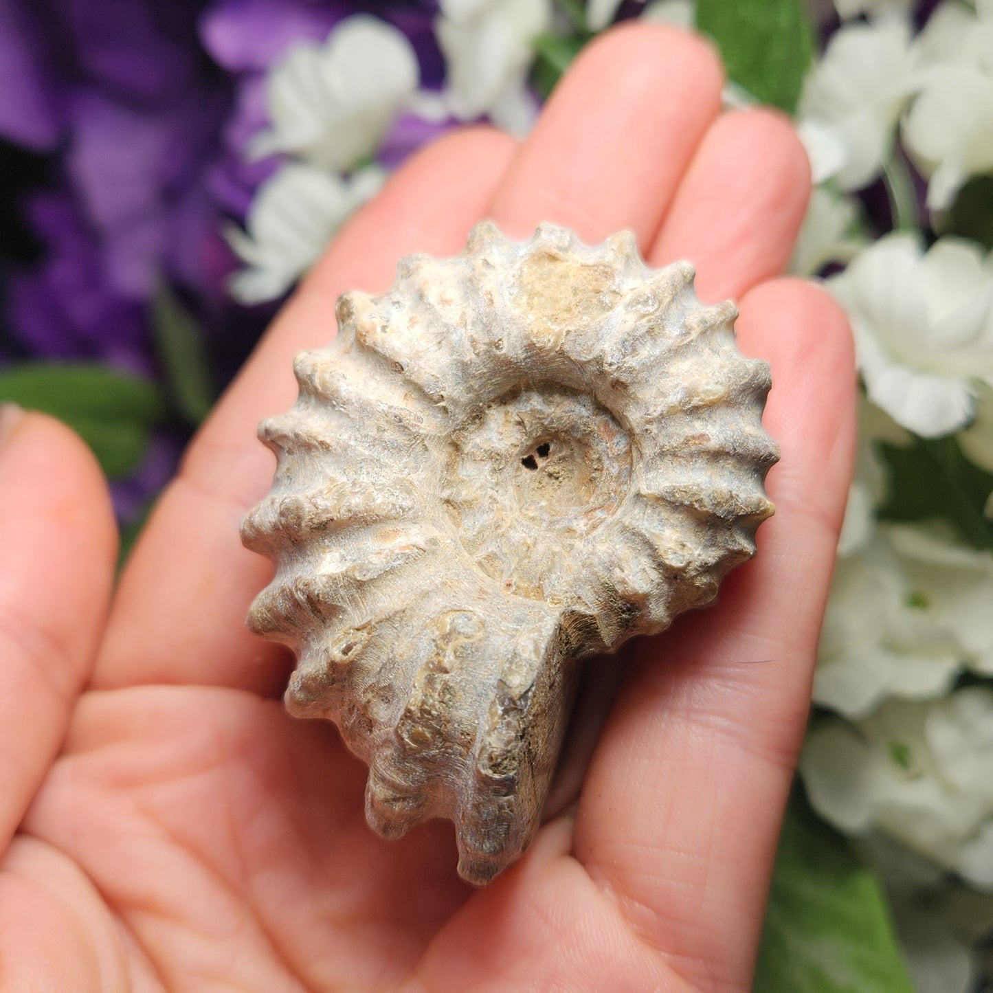 Ammonite Fossil