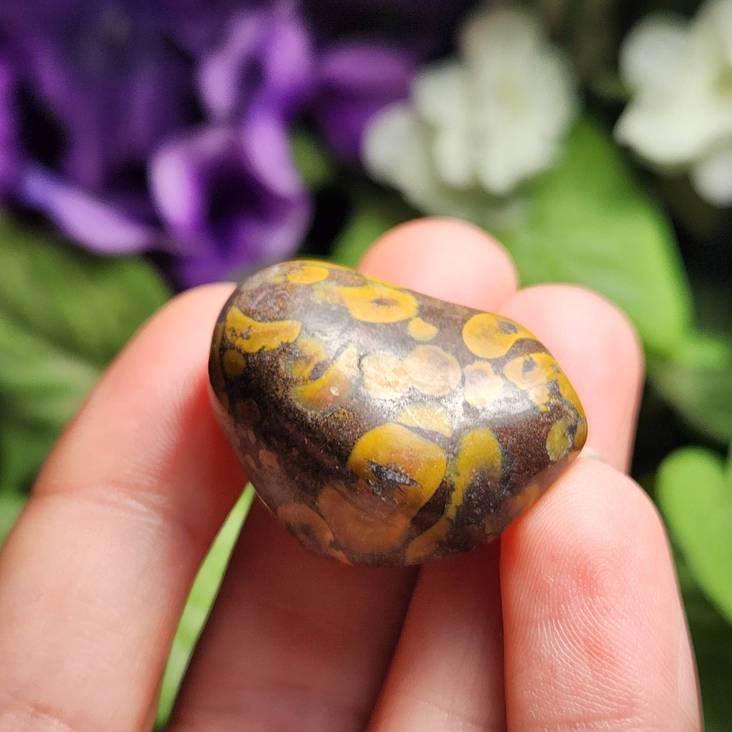 Ajooba Jasper