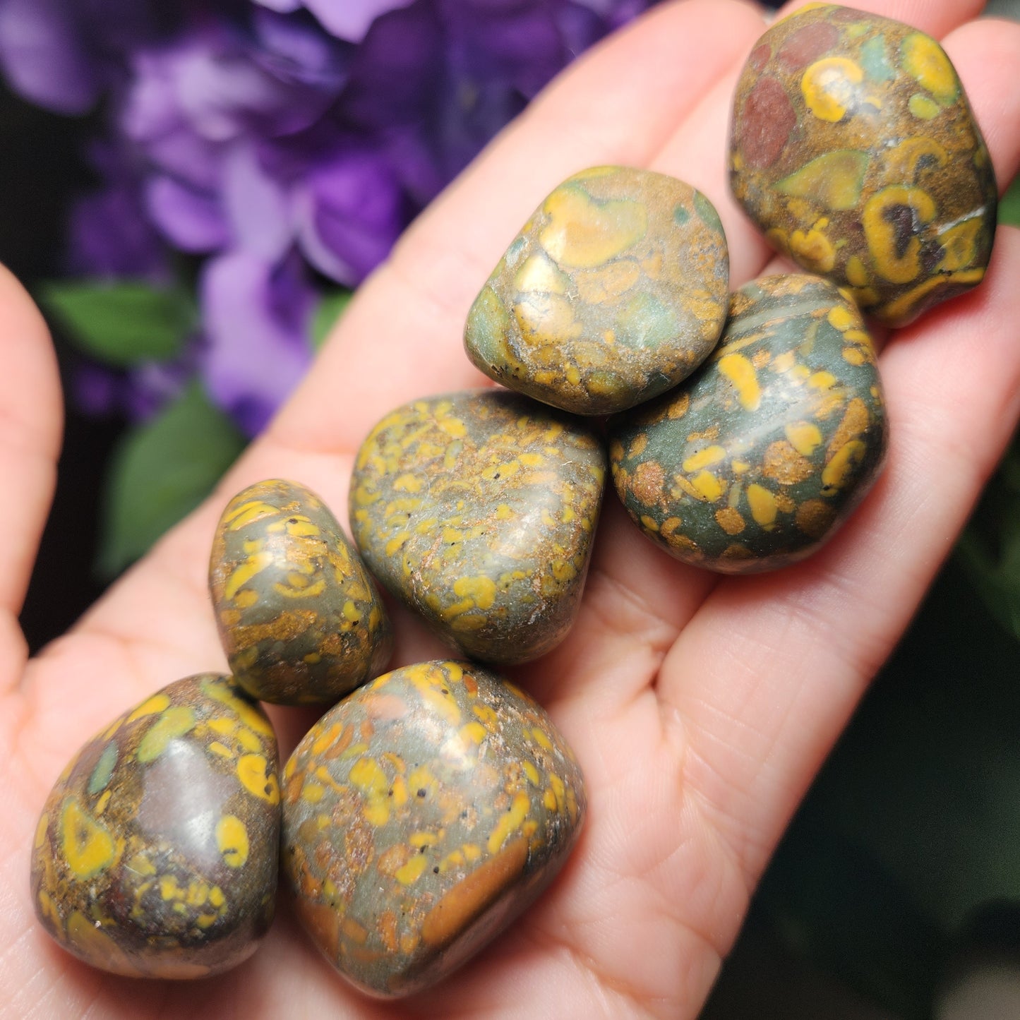 Ajooba Jasper