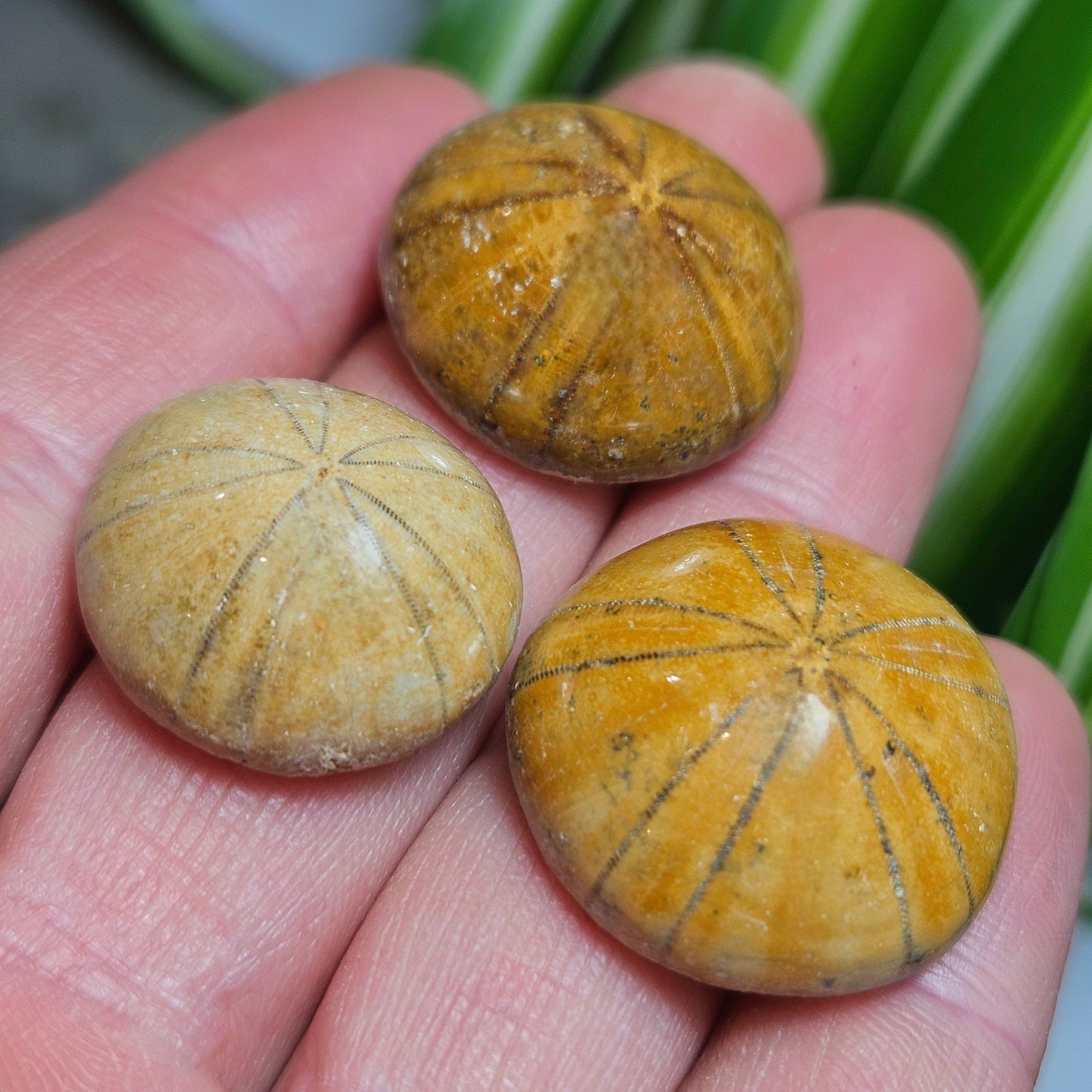 Sand Dollar Fossil